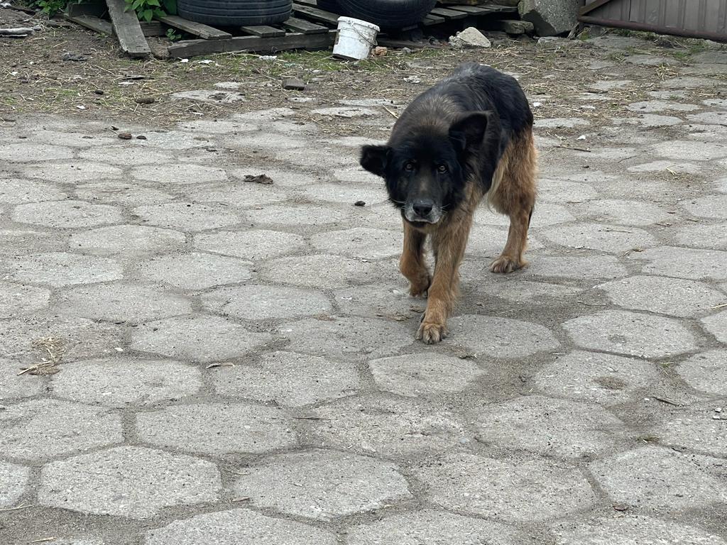 Kora (3).jpeg